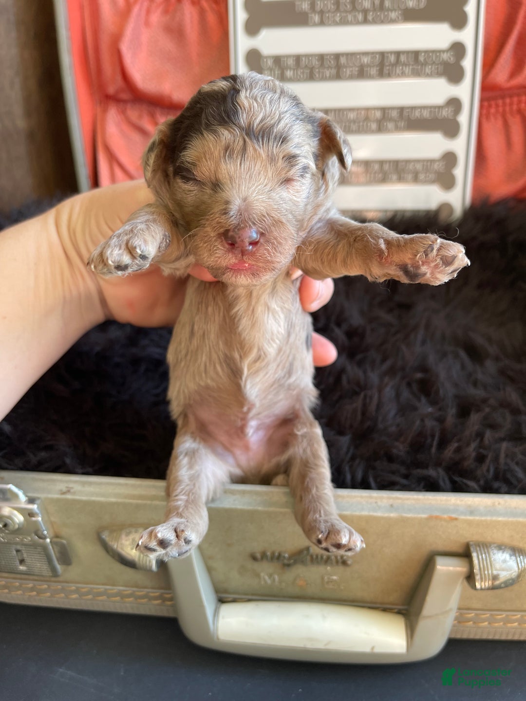 Miniature Poodle dogs for sale: Akc Chocolate Merle Phantom boy 2 - Ad 28