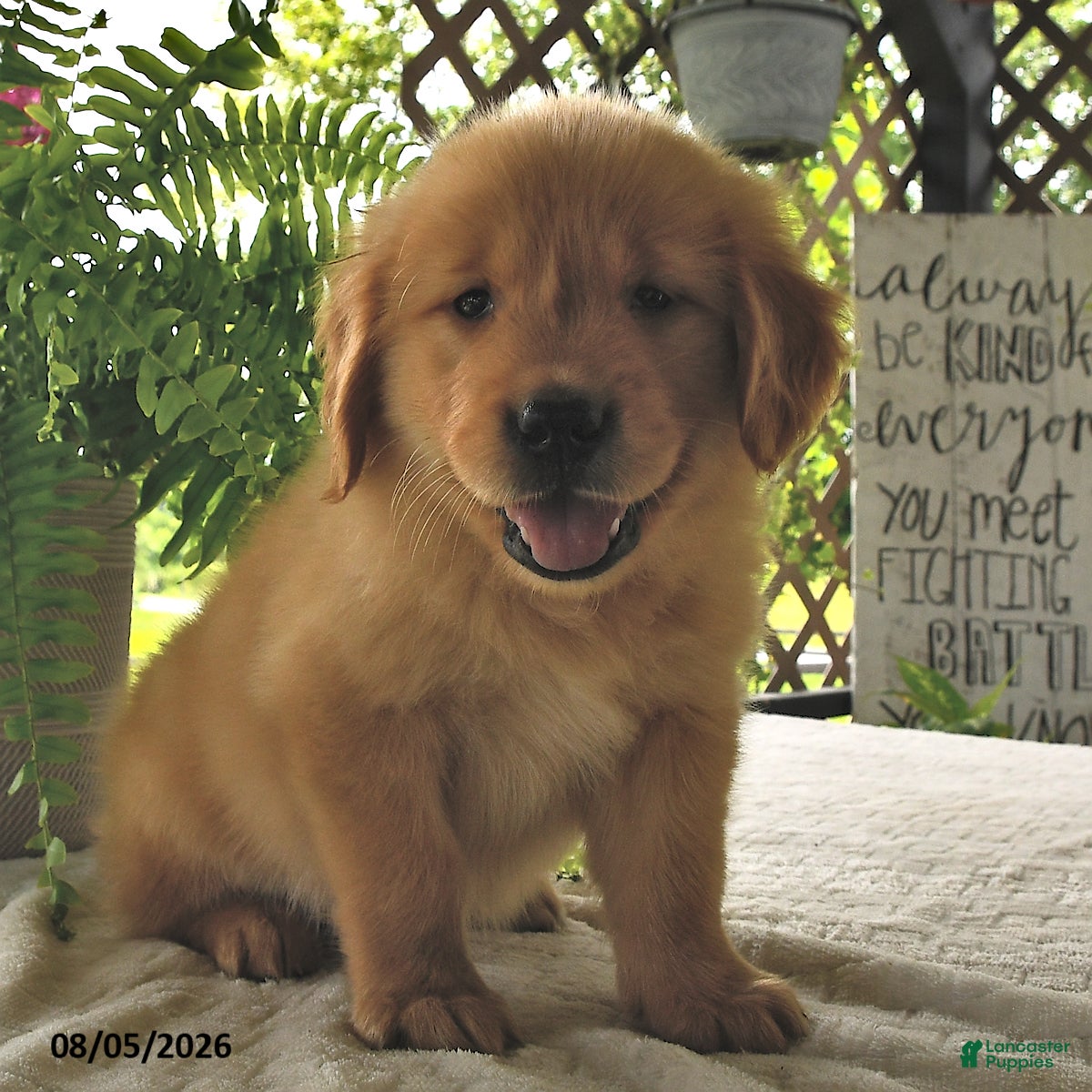 Golden Retriever dogs Jackson - Ad 2