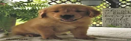 Golden Retriever dogs for sale: Jackson - Ad 2