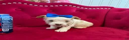Yorkshire Terrier dogs for sale: Mango - Ad 8