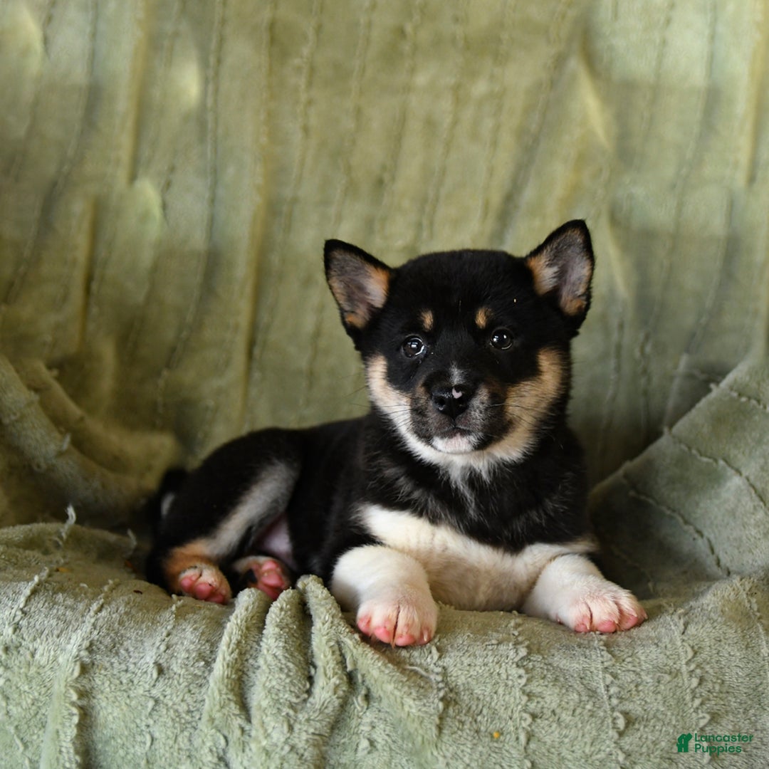 Mixed Breed dogs for sale: Sierra - Ad 2