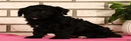 Yorkiepoo dogs for sale: Elliot - Ad 7