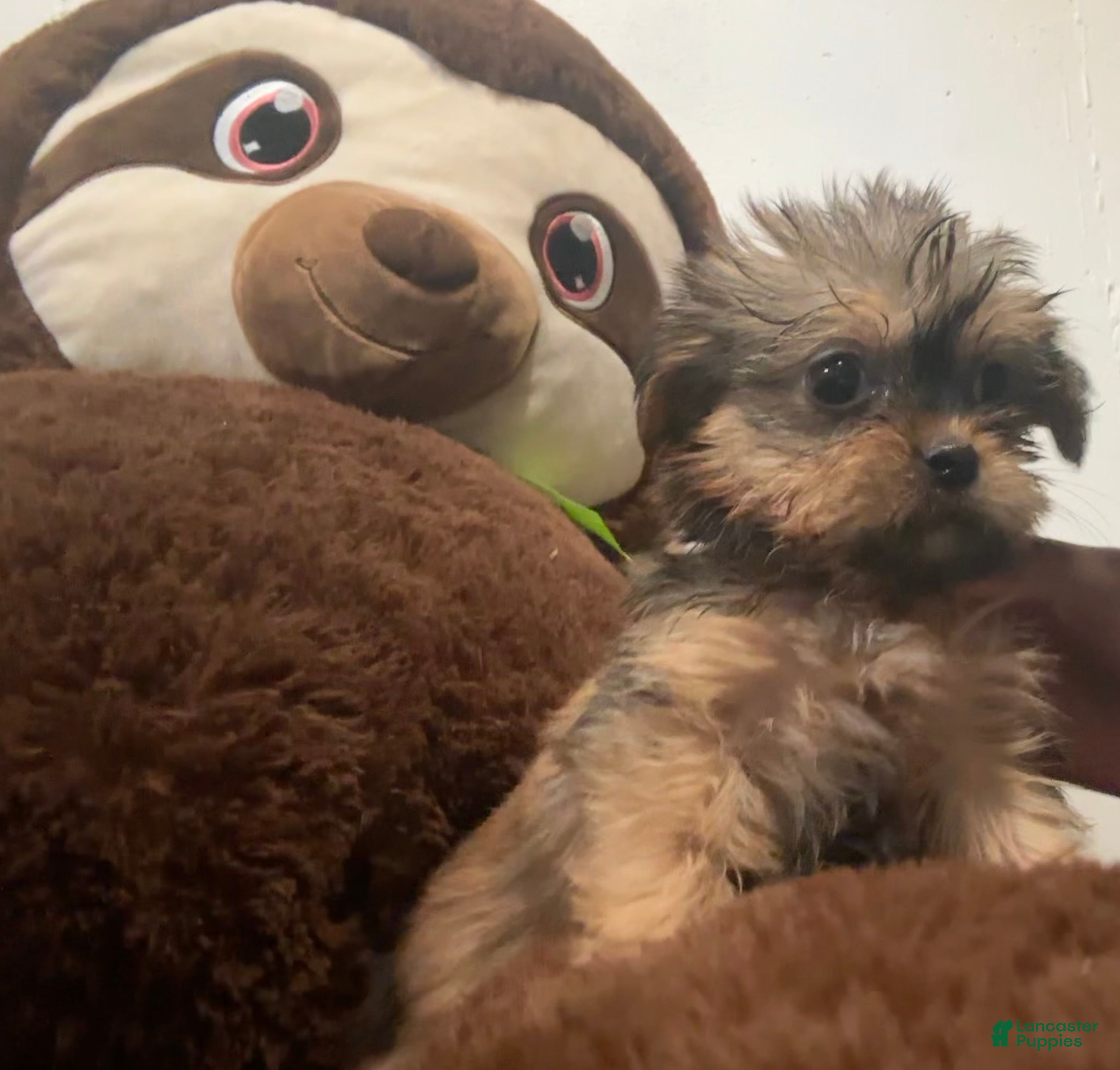 Shorkie dogs for sale: Rosalina - Ad 1
