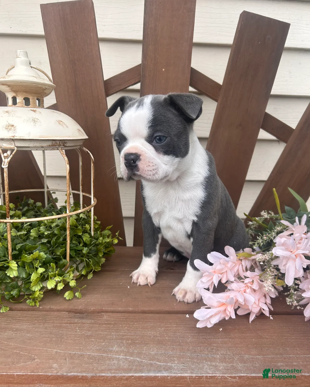 Boston Terrier dogs for sale: Manny  - Ad 2
