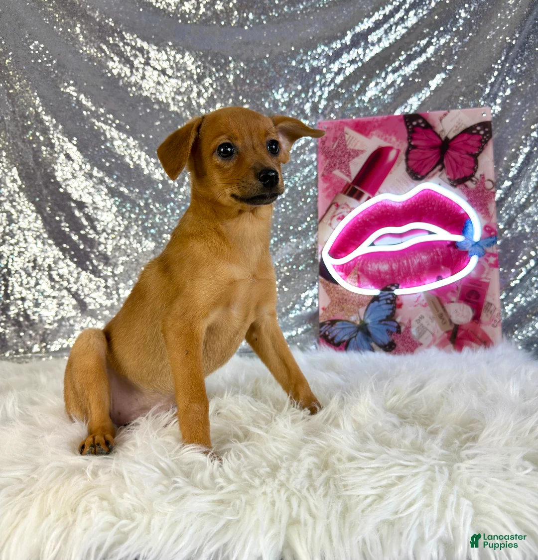 Mixed Breed dogs for sale: Daphne - Ad 2