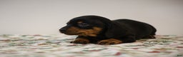 Miniature Dachshund dogs for sale: Bridget - Ad 2