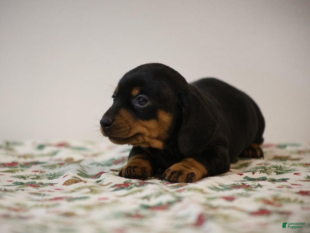 Miniature Dachshund dogs for sale: Bridget - Ad 2