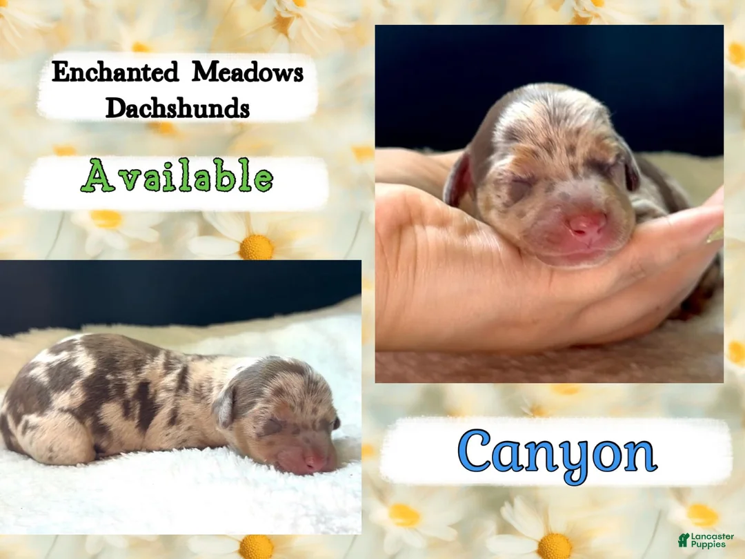 Miniature Dachshund dogs for sale: Canyon - Ad 2