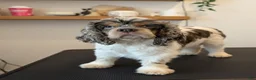 Cocker Spaniel dogs for sale: Bruno - Ad 8