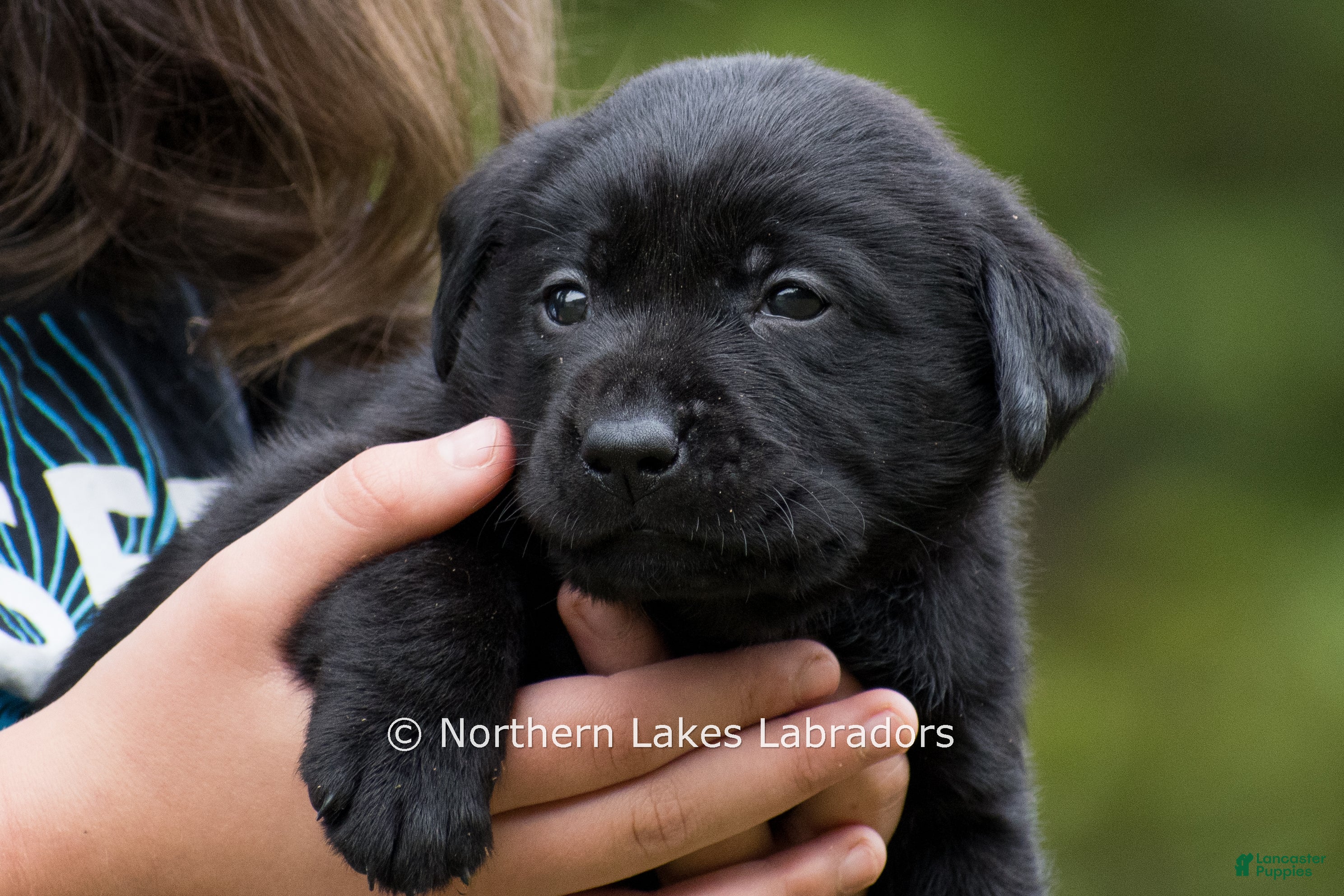 Nico (Labrador, Male) in Bowersville, GA