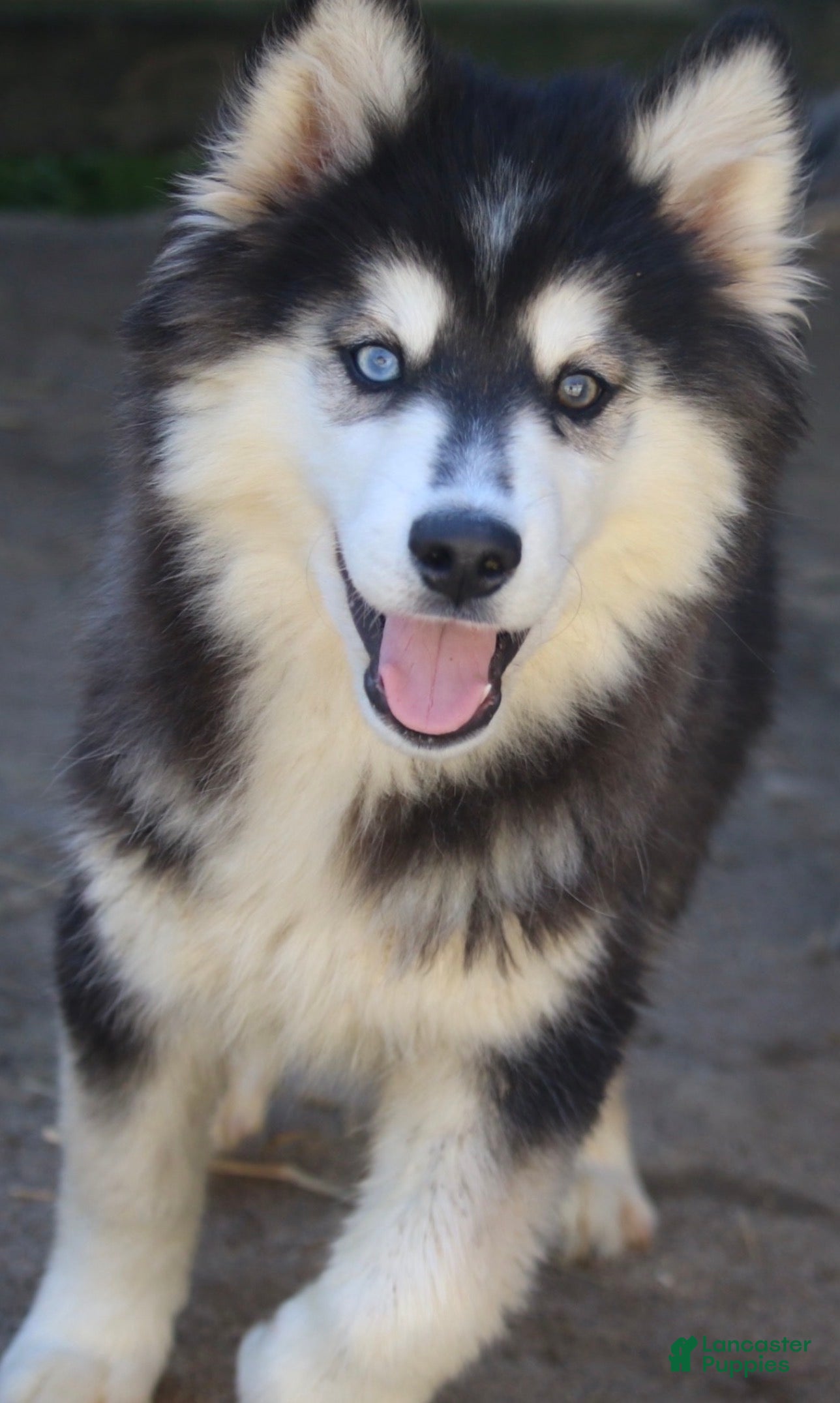 Pomsky dogs for sale: Major - Ad 2