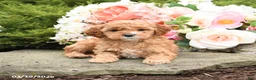 Mini Goldendoodle dogs for sale: Sterling - Ad 4