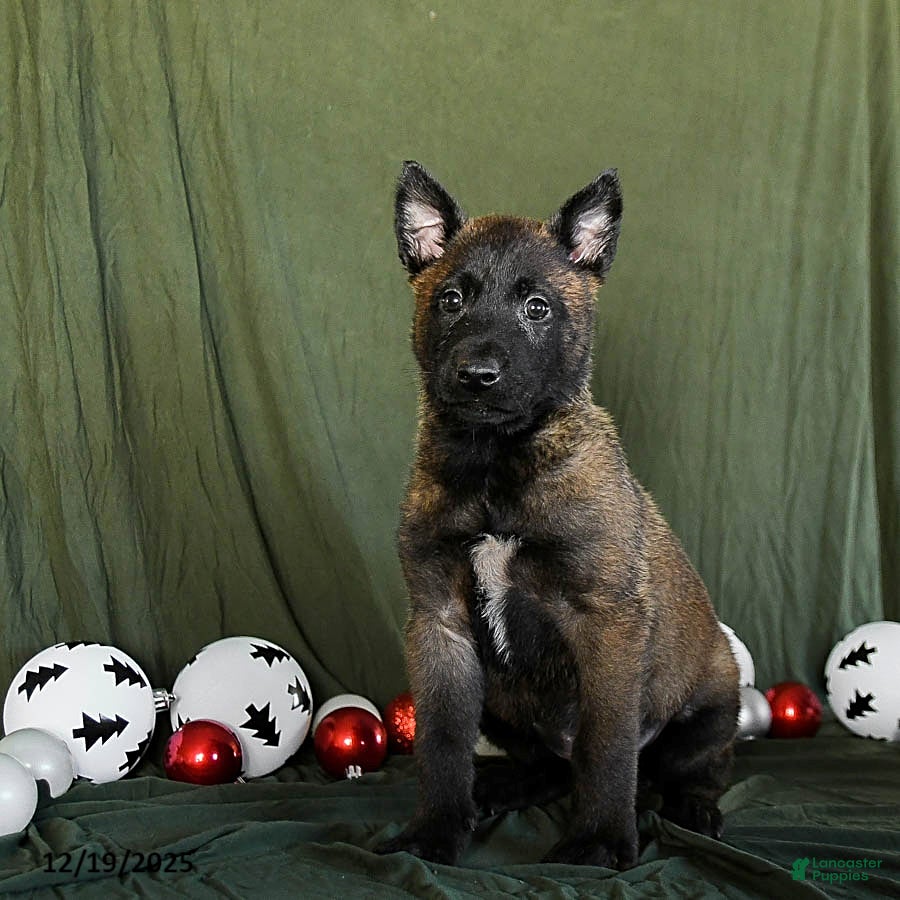 Belgian Malinois dogs Orbit - Ad 5
