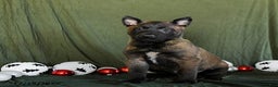 Belgian Malinois dogs for sale: Orbit - Ad 1