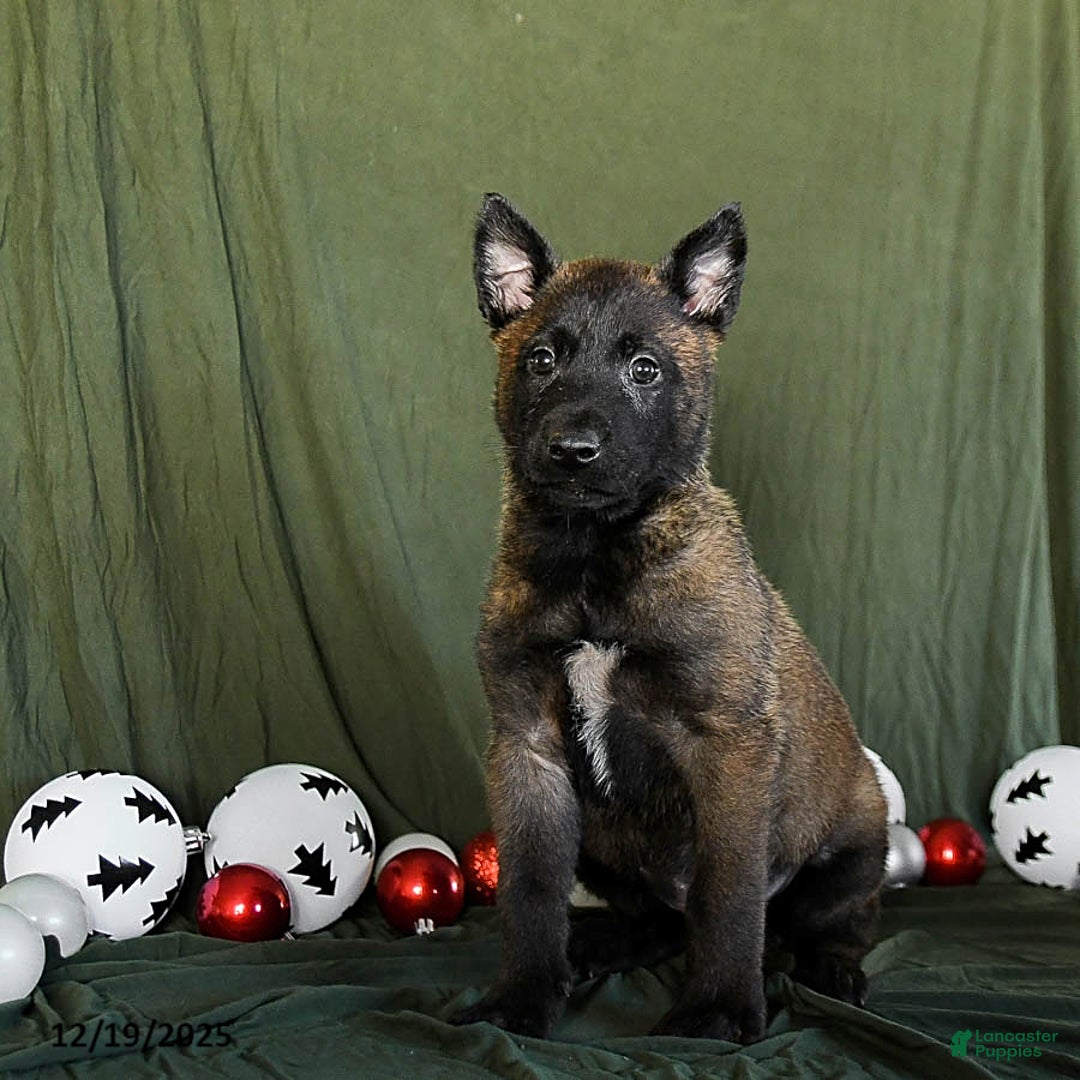 Belgian Malinois dogs for sale: Orbit - Ad 1