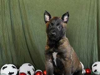 Belgian Malinois dogs Orbit - Ad 5