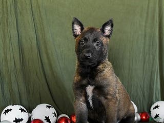 Belgian Malinois dogs Orbit - Ad 23