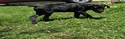 Cane Corso dogs for sale: Cain AKC red collar - Ad 7