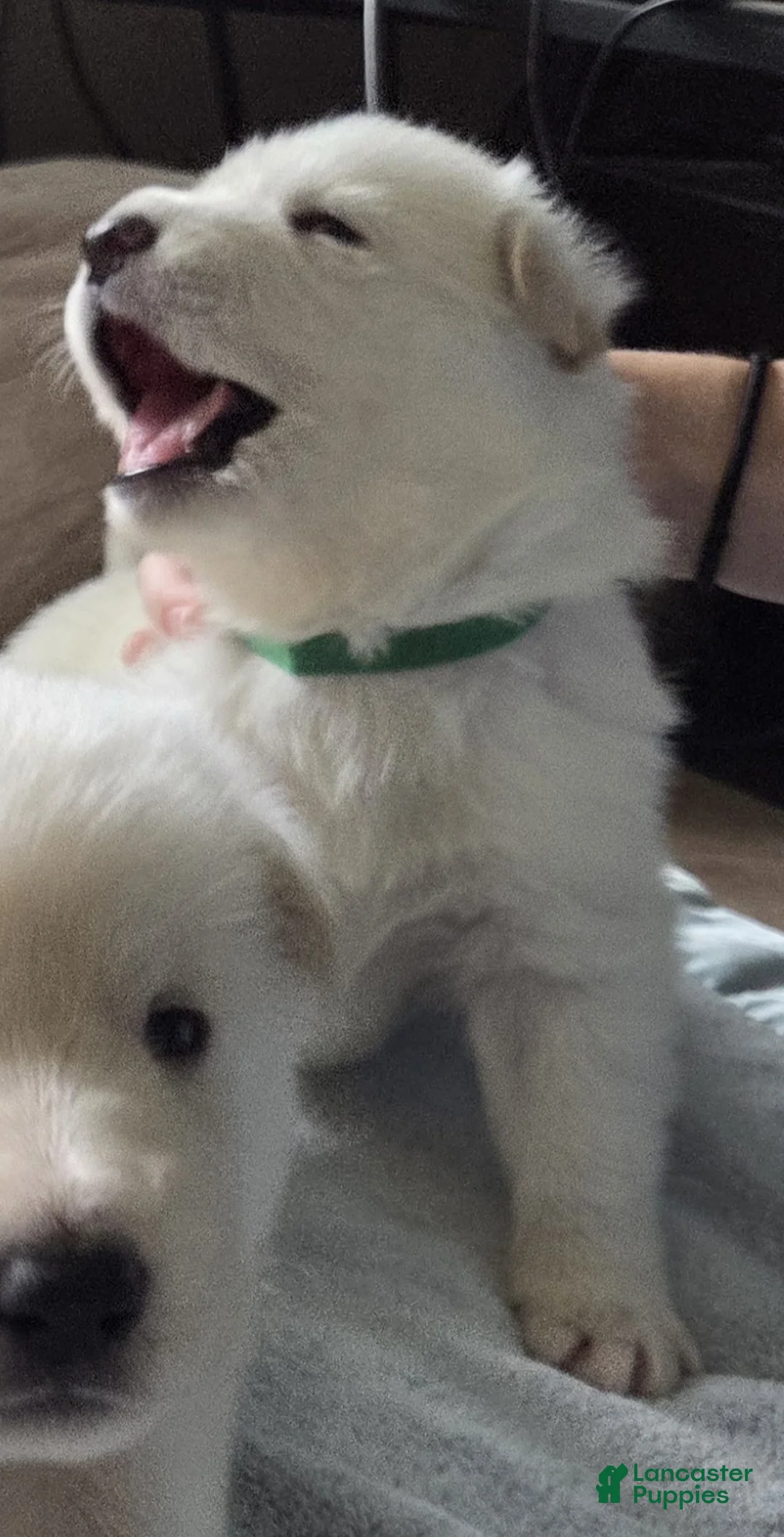 German Shepherd dogs for sale: Green - Ad 2