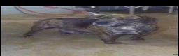 Beabull dogs for sale: Aurora - Ad 7