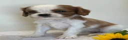 Cavalier King Charles Spaniel dogs for sale: Twinkle Cavalier King Charles Spaniel  - Ad 3