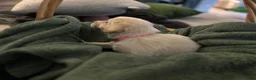 Mixed Breed dogs for sale: Light pink collar - Ad 2
