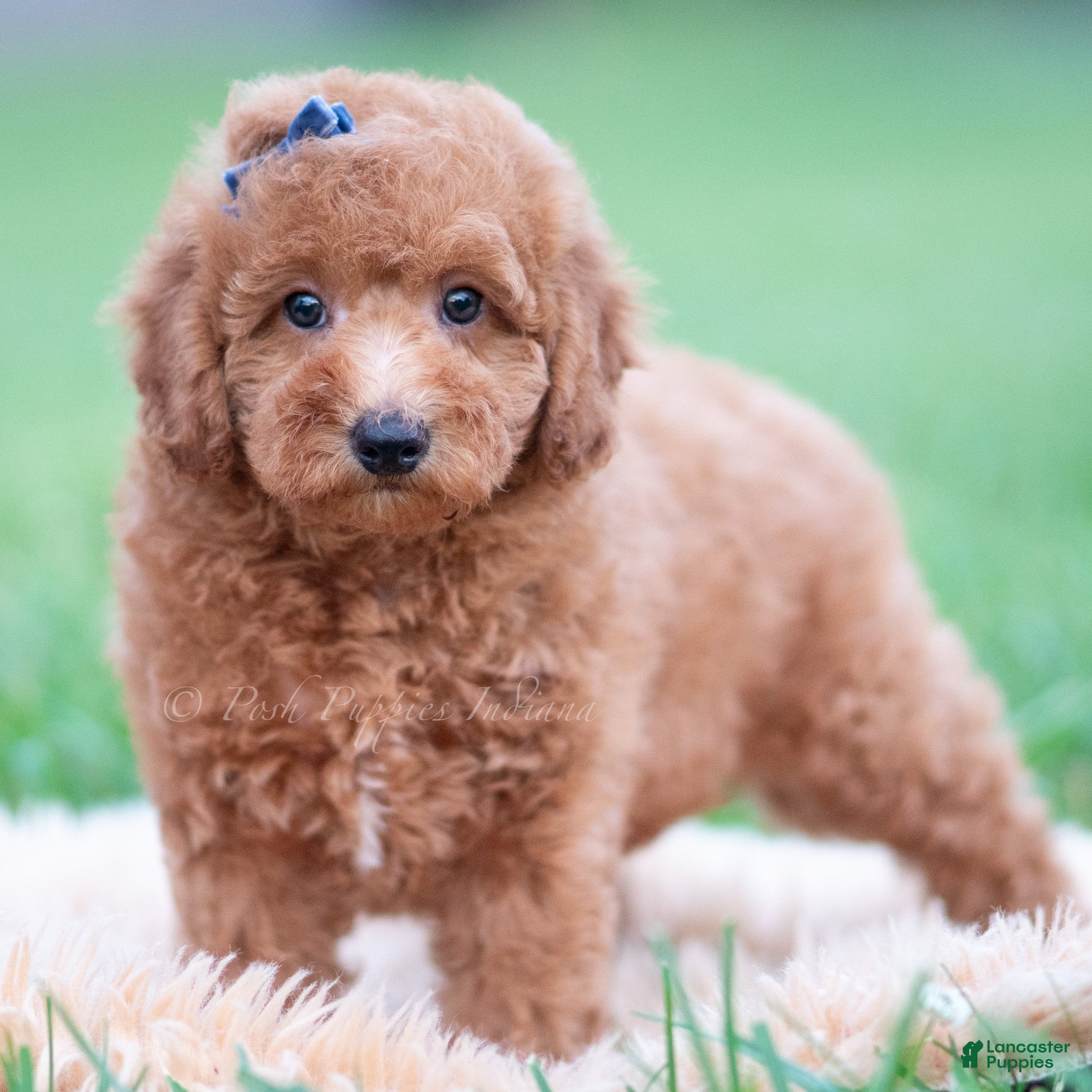 Mini Goldendoodle dogs Beau  - Ad 17