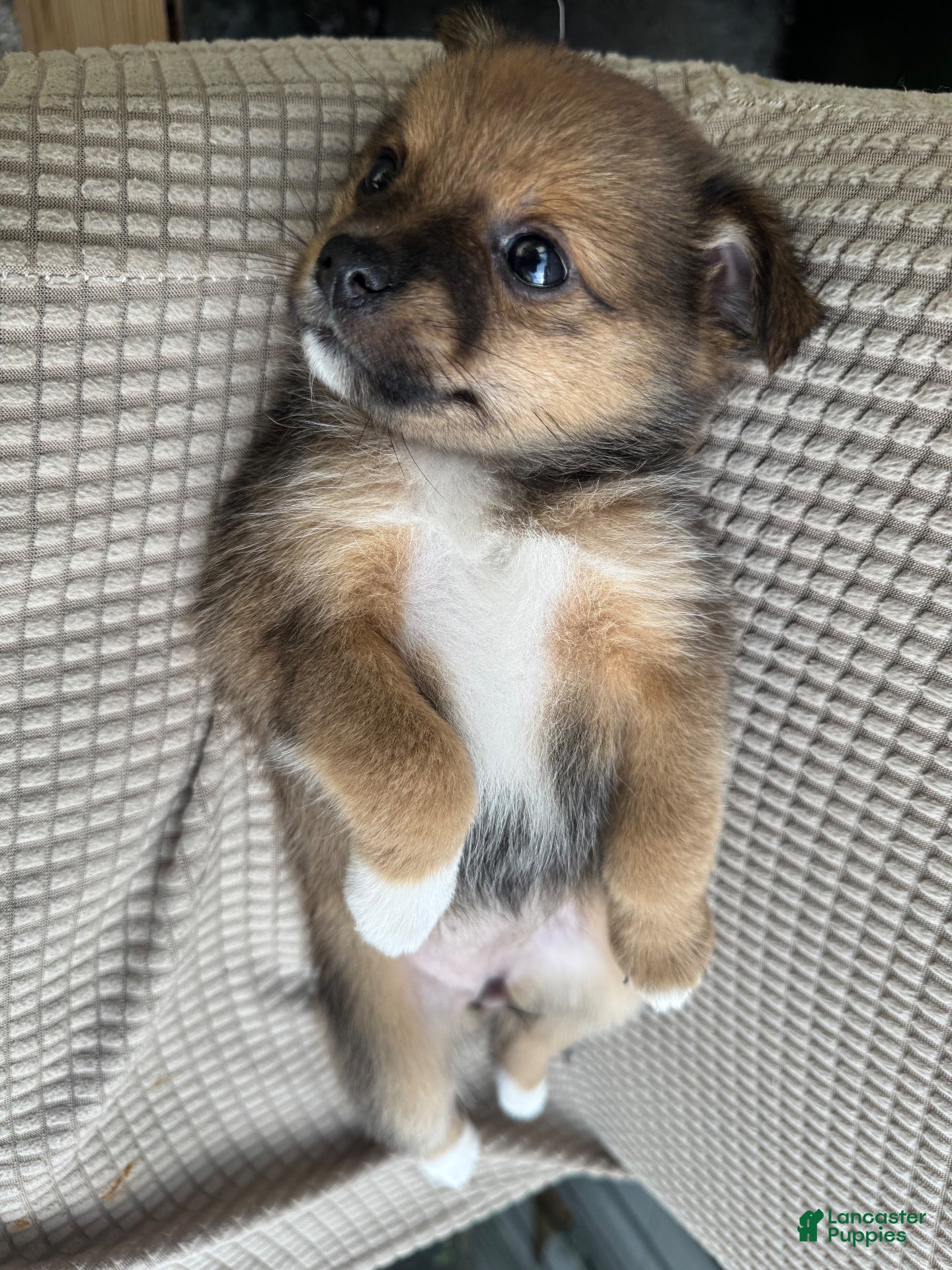 Mixed Breed dogs Mixed Breed 2 - Ad 26