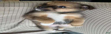 Mixed Breed 2