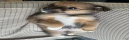Mixed Breed dogs for sale: Mixed Breed 2 - Ad 1