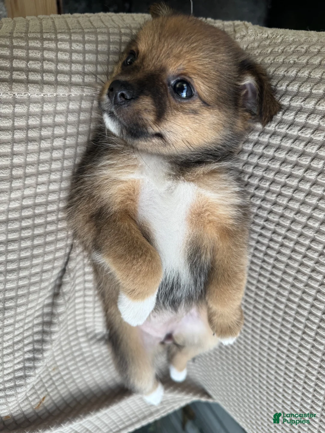 Mixed Breed dogs for sale: Mixed Breed 2 - Ad 1
