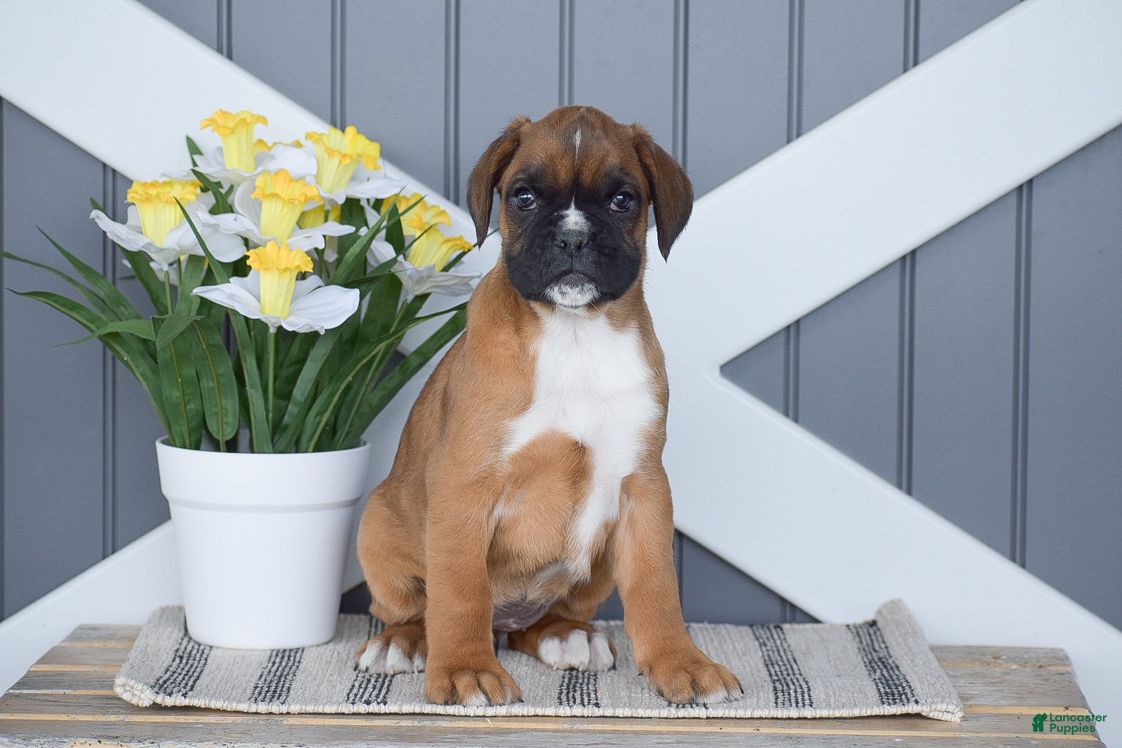 Boxer dogs Gigi - Ad 1