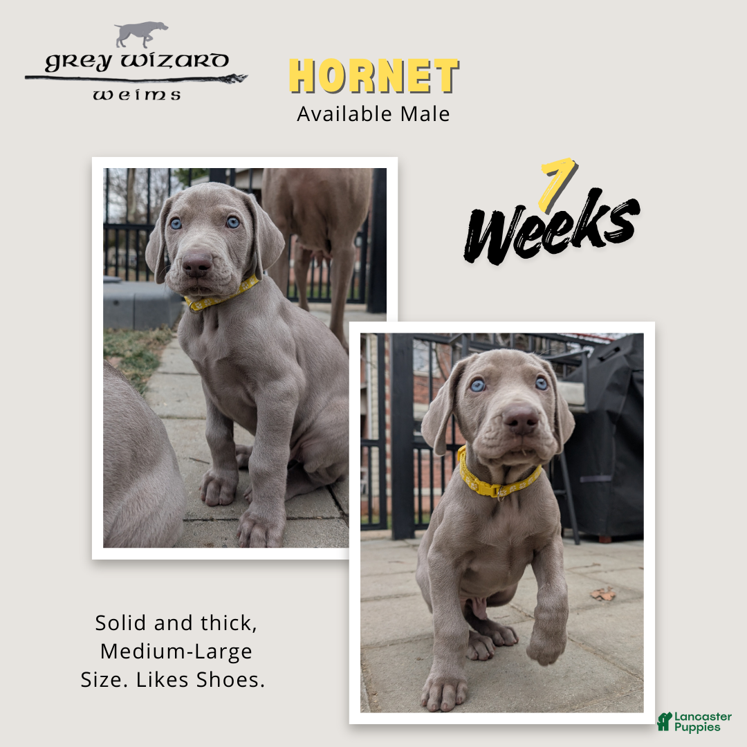 Weimaraner dogs Hornet - Ad 7