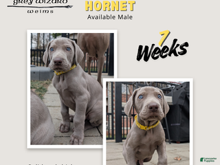 Weimaraner dogs Hornet - Ad 7