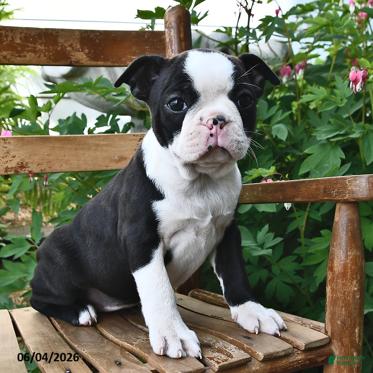 Boston Terrier dogs Lacey - Ad 2