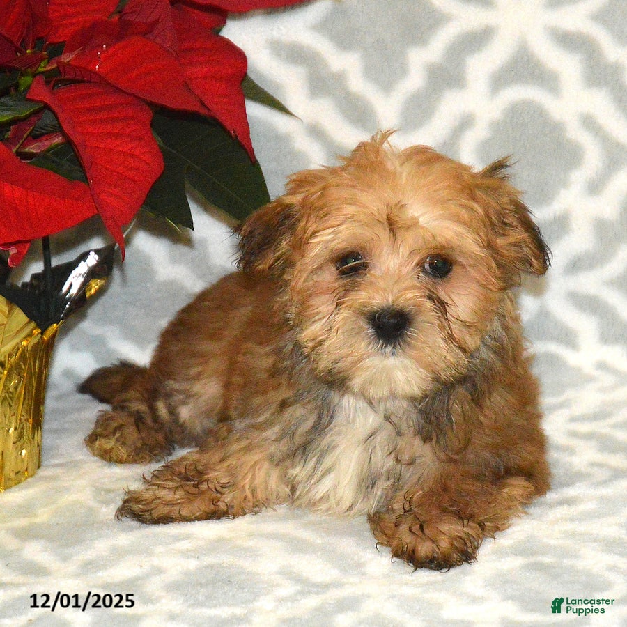 Havapoo dogs Comet - Ad 11