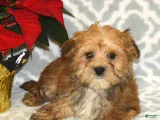 Havapoo dogs Comet - Ad 25