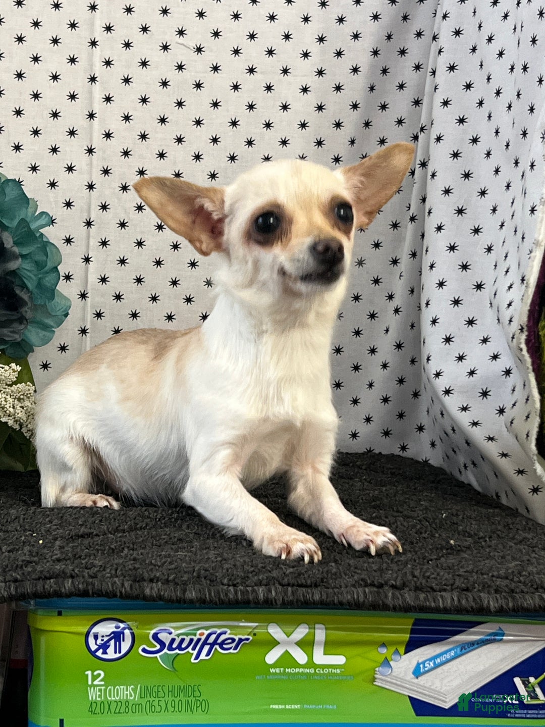Chihuahua dogs for sale: Apple - Ad 4