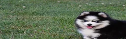 Pomsky dogs for sale: Patrick - Ad 6