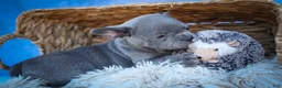 Frenchton dogs for sale: Quinn - Ad 26