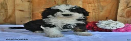 Bernedoodle dogs for sale: Donny - Ad 3