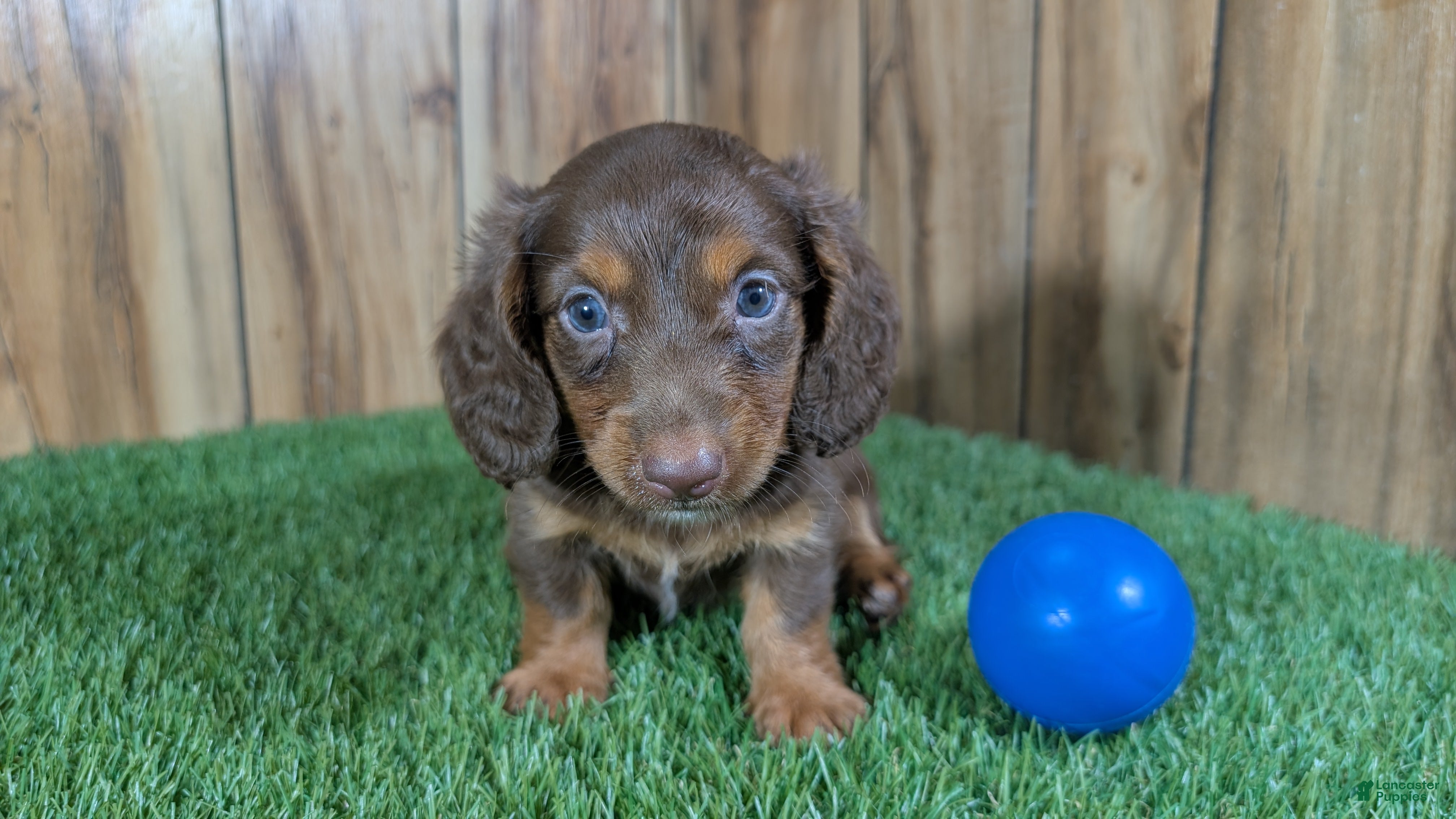 Miniature Dachshund dogs Cutie Boy 1 - Ad 2