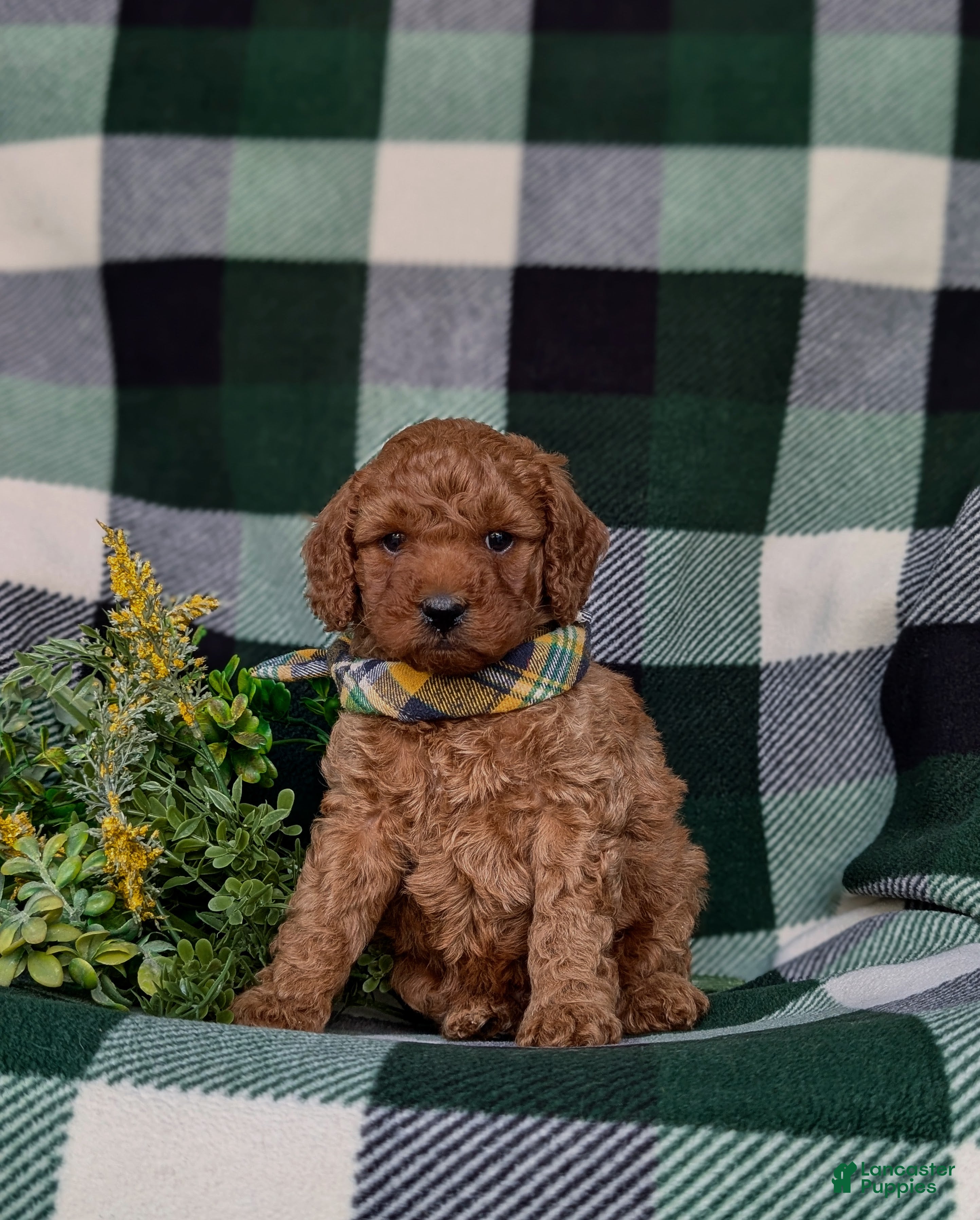 Miniature Poodle dogs Sanborn - Ad 2
