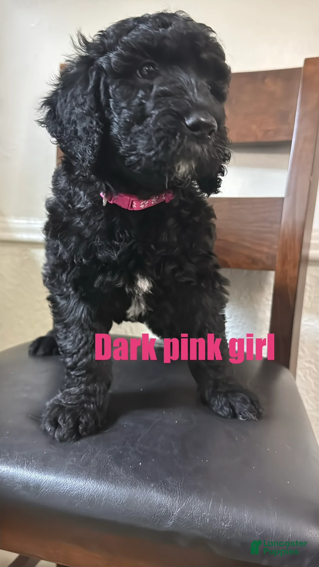 Labradoodle dogs for sale: Labradoodle Puppy 4 - Ad 2