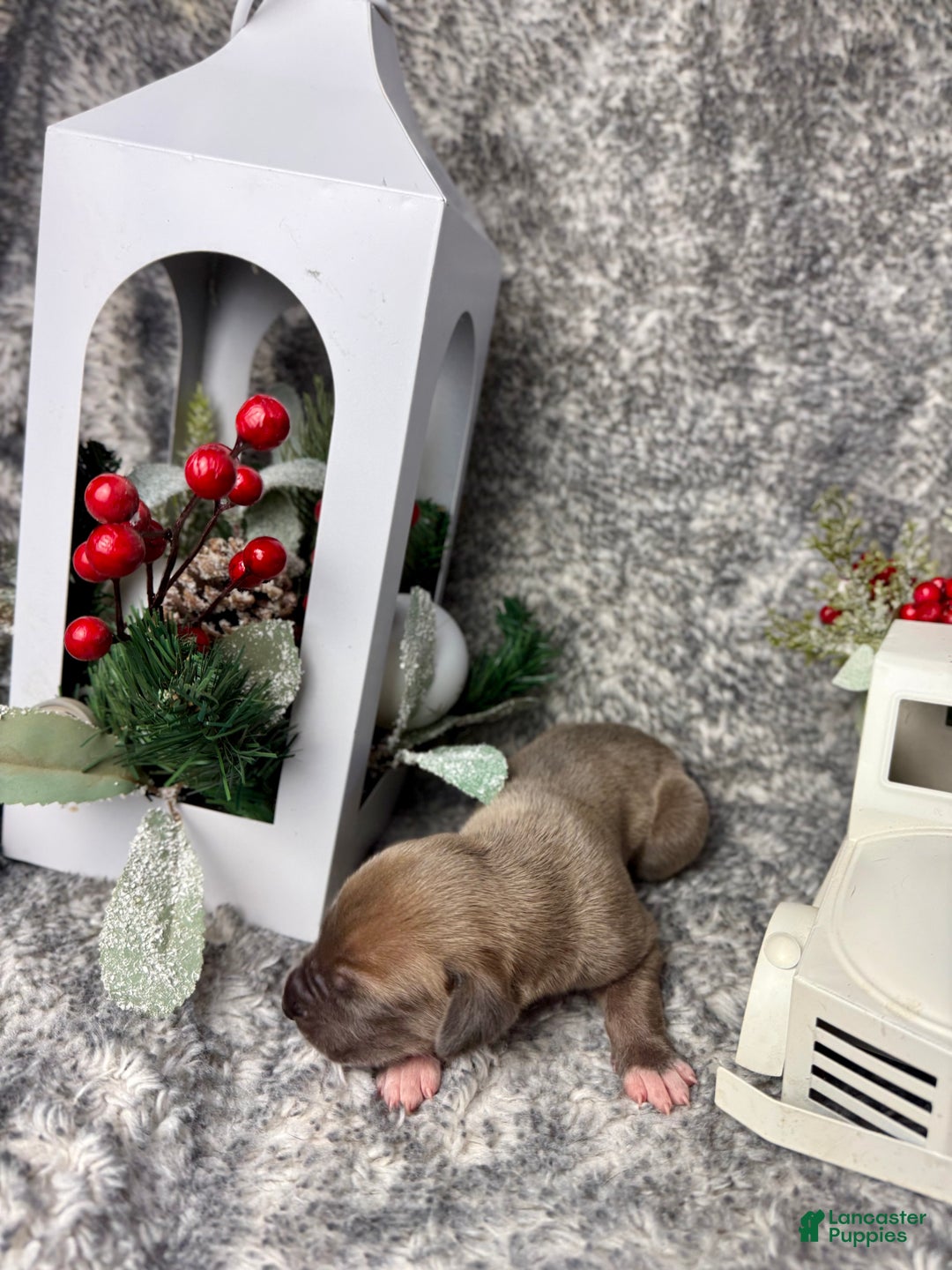 Great Dane dogs for sale: Professor McGonagall - Ad 3