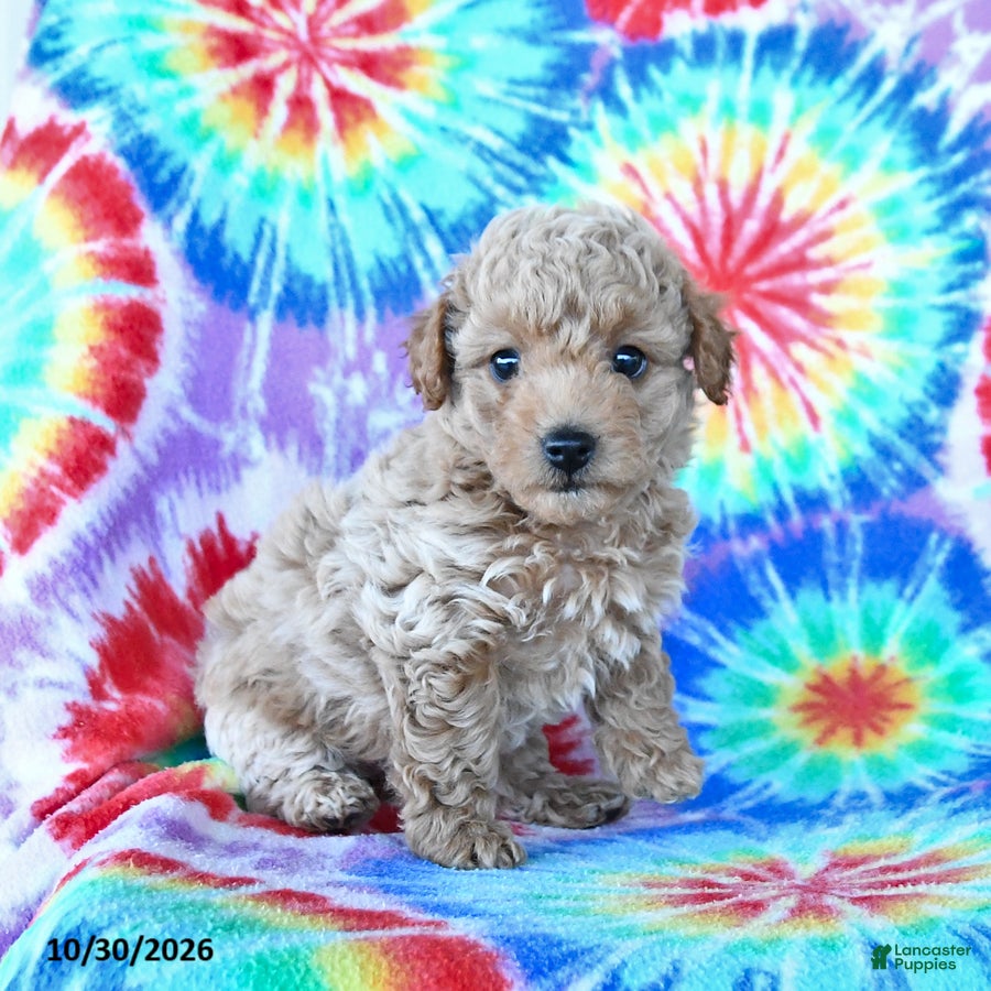 Mini Goldendoodle dogs for sale: Chester - Ad 2