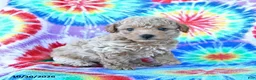 Mini Goldendoodle dogs for sale: Chester - Ad 2