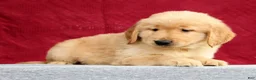 Golden Retriever dogs for sale: Yukon - Ad 5