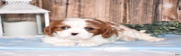 Cavalier King Charles Spaniel dogs for sale: Fanya - Ad 4