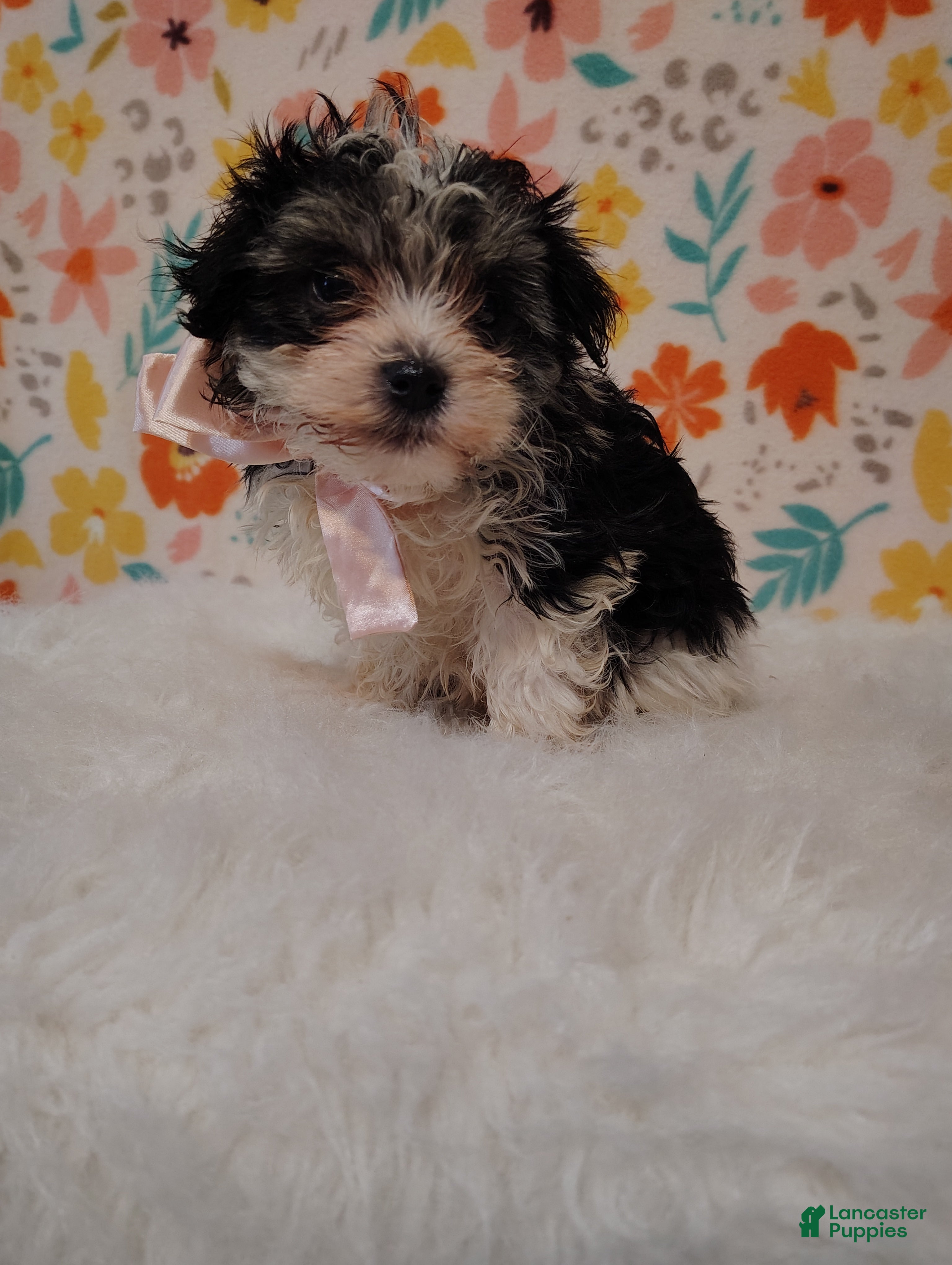 Maltipoo dogs Sassy - Ad 1